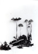 Psilocybe strictipes image