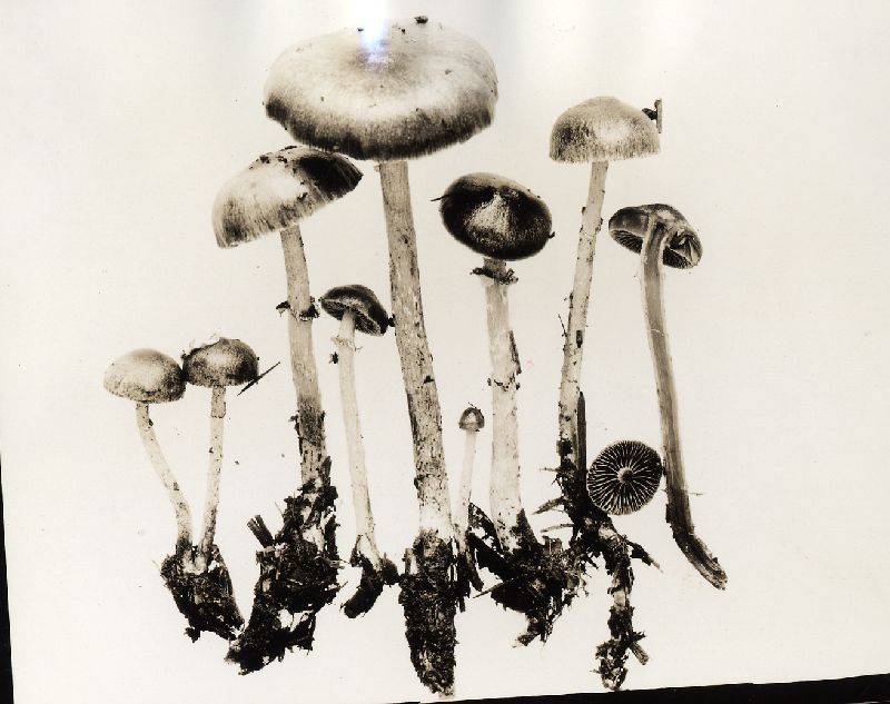Stropharia anelariiformis image