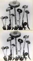 Stropharia anelariiformis image