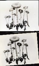 Stropharia anelariiformis image