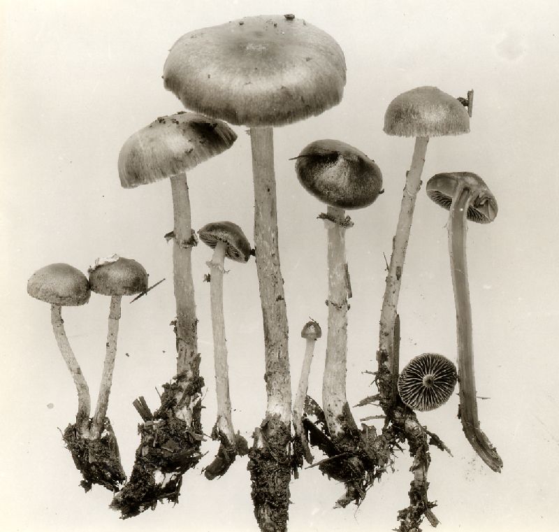Stropharia anelariiformis image