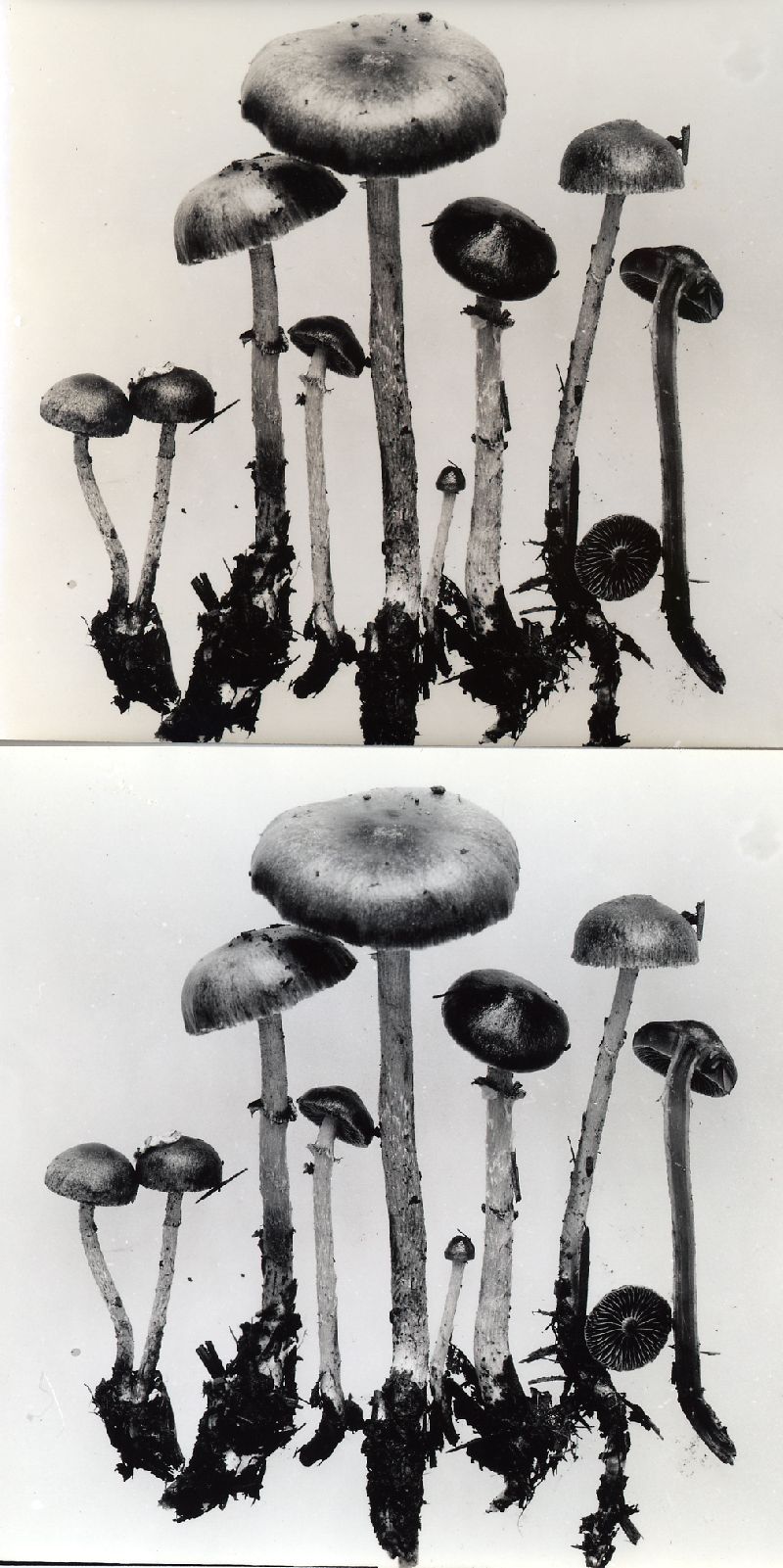Stropharia anelariiformis image