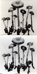 Stropharia anelariiformis image