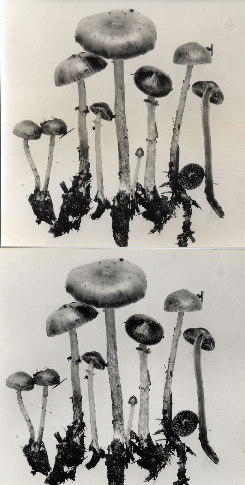 Stropharia anelariiformis image