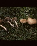 Stropharia hardii image