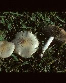 Stropharia hardii image