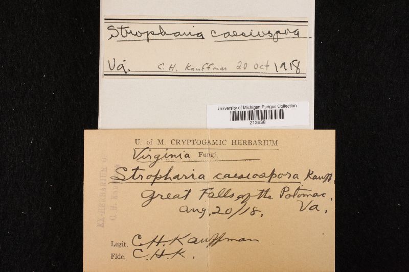 Stropharia caesiospora image