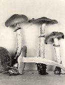 Stropharia hornemannii image