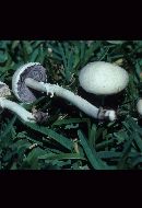 Stropharia melanosperma image