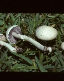 Stropharia melanosperma image