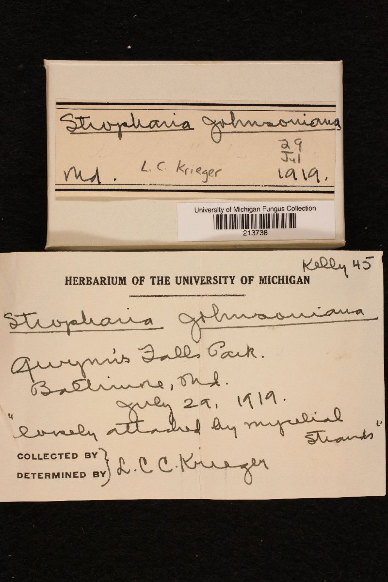 Stropharia johnsoniana image