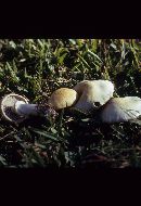 Stropharia coronilla image