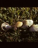 Stropharia coronilla image