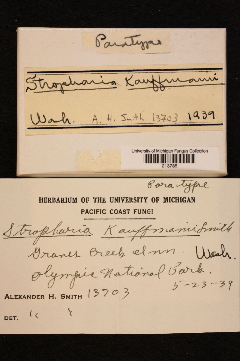 Stropharia kauffmanii image