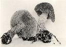 Stropharia kauffmanii image