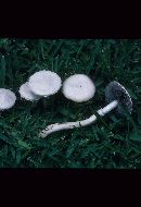 Stropharia melanosperma image