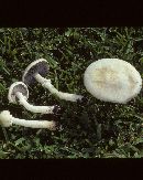 Stropharia melanosperma image