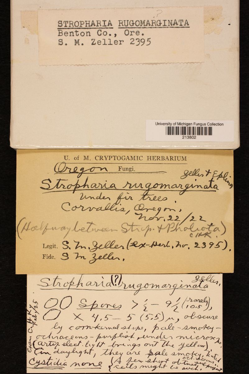Stropharia rugomarginata image