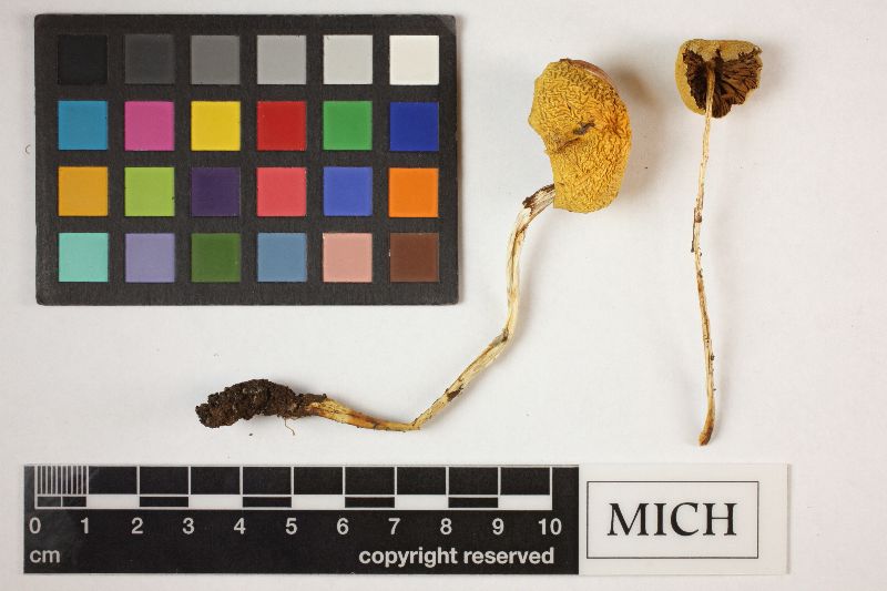 Stropharia semigloboides image
