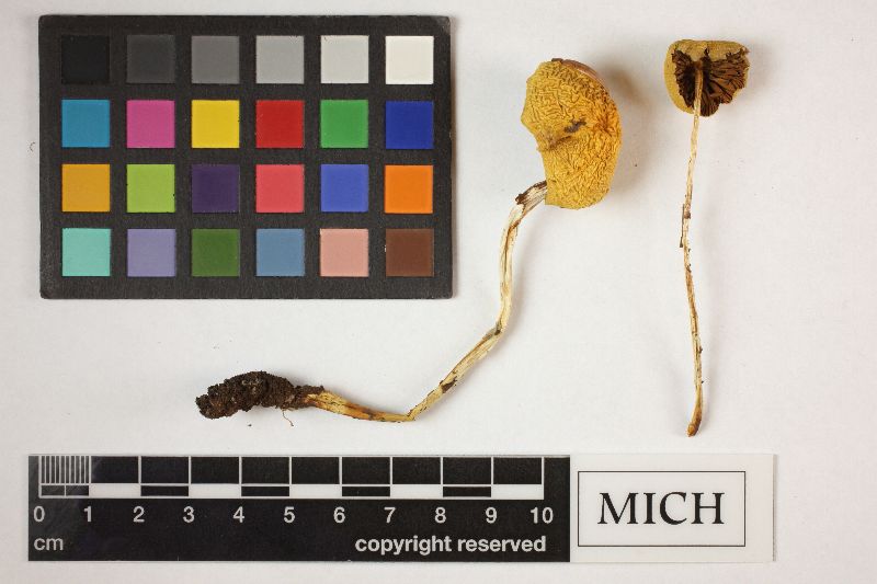 Stropharia semigloboides image