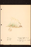 Stropharia semiglobata image
