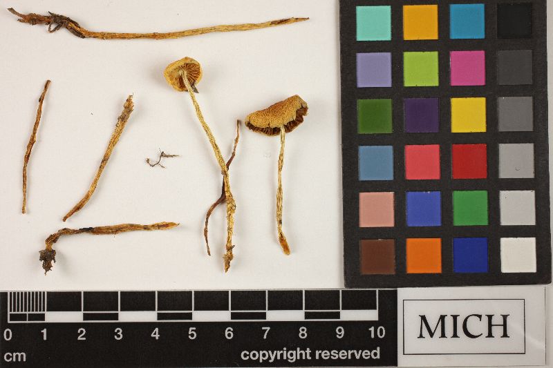 Stropharia silvatica image