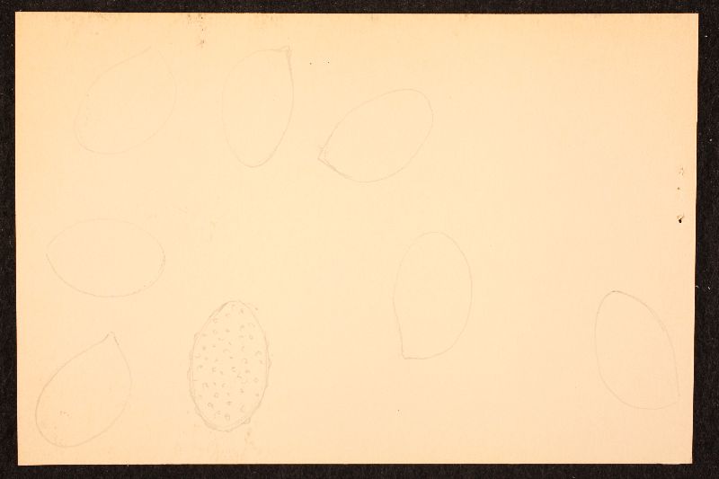 Cortinarius adustus image