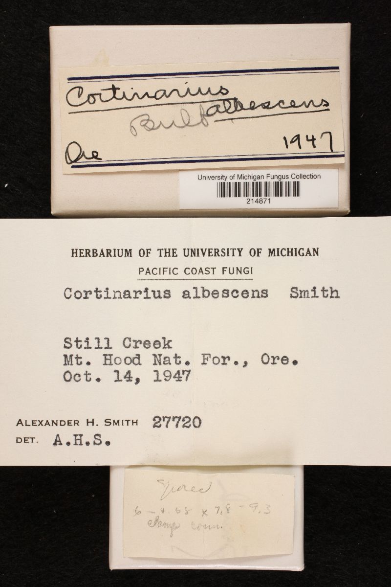 Cortinarius albescens image