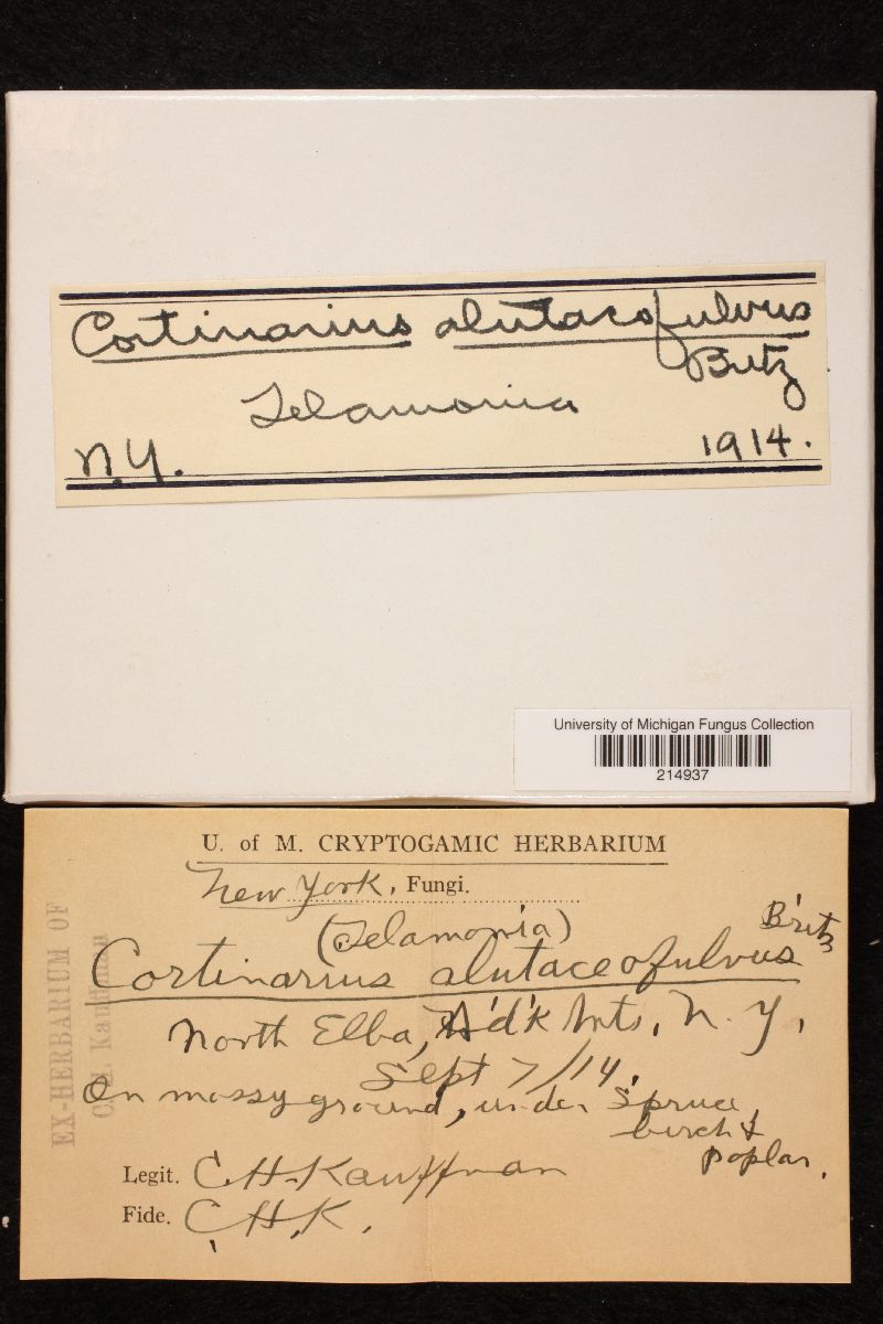Cortinarius alutaceofulvus image