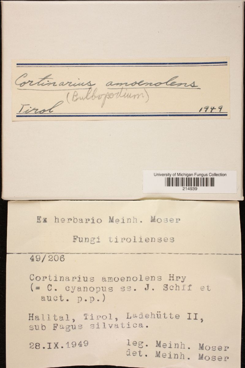 Cortinarius amoenolens image