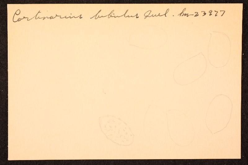 Cortinarius americanus image