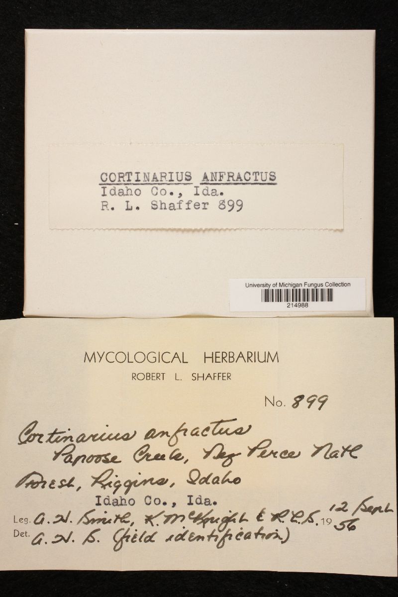 Cortinarius anfractus image