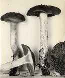 Cortinarius anfractus image