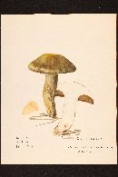 Image of Cortinarius anfractus