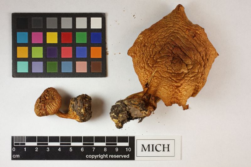 Cortinarius annulatus image
