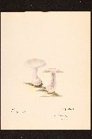 Cortinarius argenteopileatus image