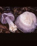 Cortinarius argenteopileatus image