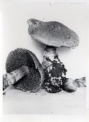 Cortinarius armillatus image