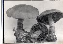 Cortinarius armillatus image