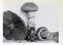 Cortinarius armillatus image