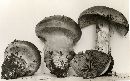 Cortinarius atkinsonianus image