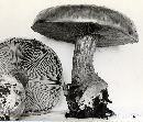 Cortinarius atkinsonianus image