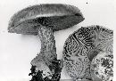 Cortinarius atkinsonianus image