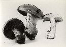 Cortinarius atkinsonianus image