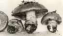 Cortinarius balteatocumatilis image