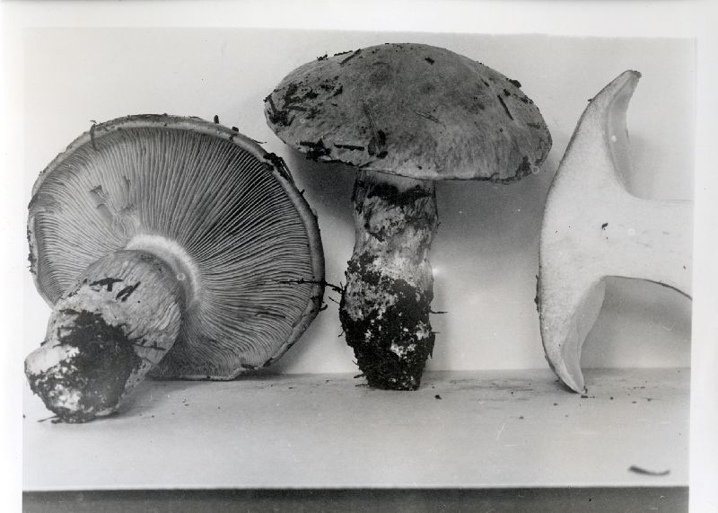 Cortinarius balteatocumatilis image