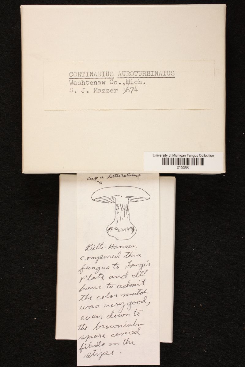 Cortinarius auroturbinatus image