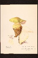 Cortinarius atrovirens image