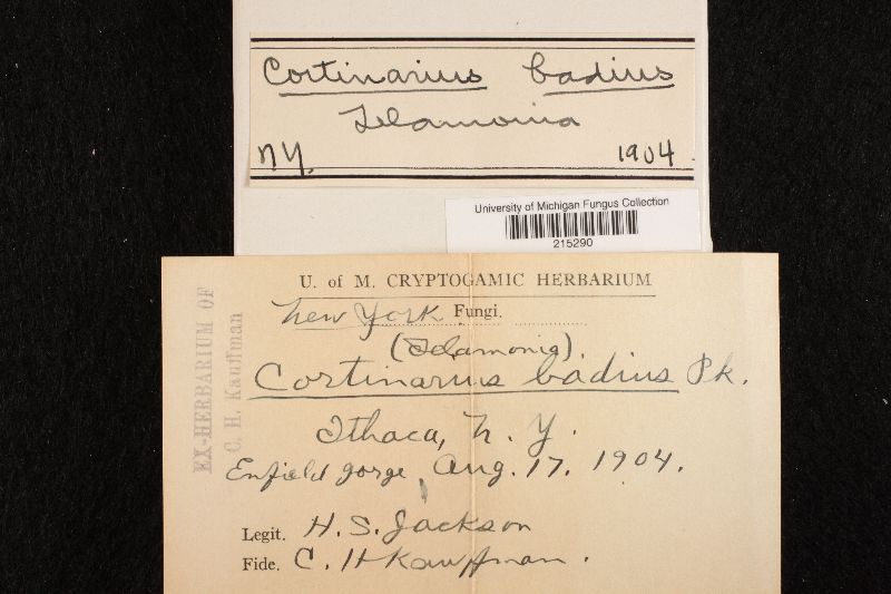 Cortinarius badius image