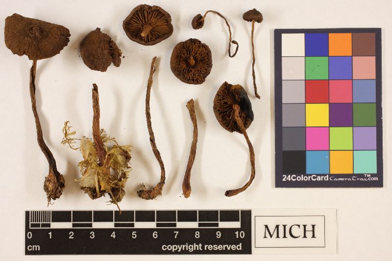 Cortinarius aurantiobasis image